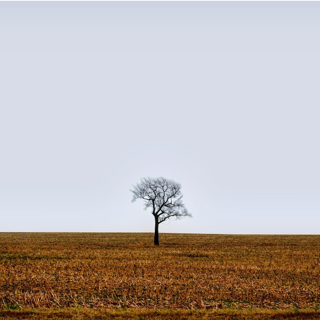 Árbol en el campo contra el cielo