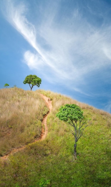 Árbol en el campo con hermoso cielo