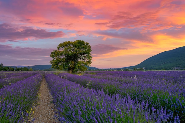 Árbol en campo de lavanda al atardecer en Provenza. Paisaje natural de ensueño, árbol solitario de colores fantásticos