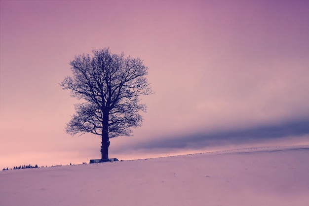 Árbol en el campo nevado al amanecer.