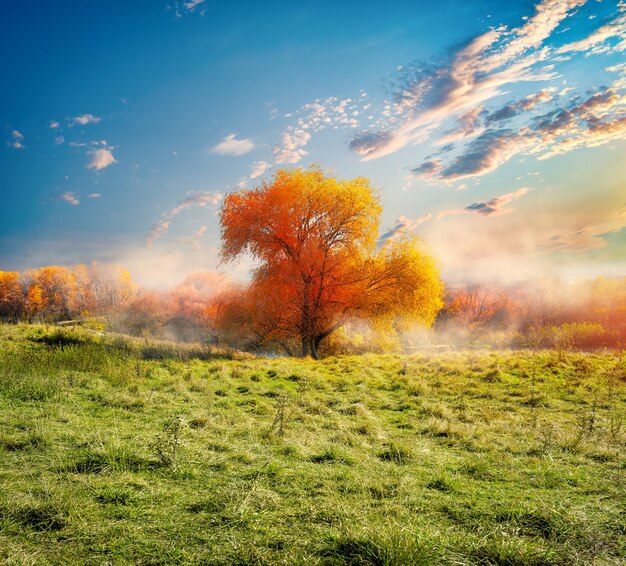 Árbol y campo de otoño