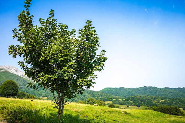Árbol en un campo en los Picos de Europa Asturias España