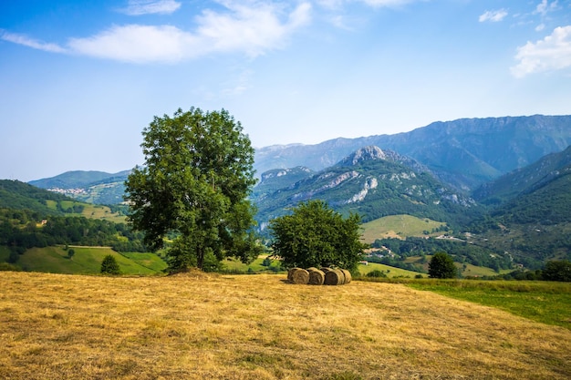 Árbol en un campo en los Picos de Europa Asturias España