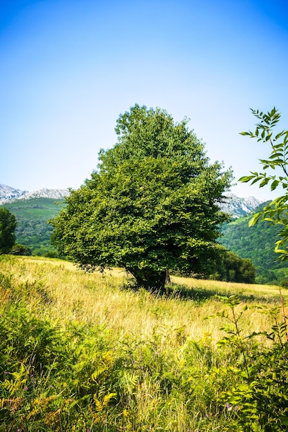 Árbol en un campo en los Picos de Europa Asturias España