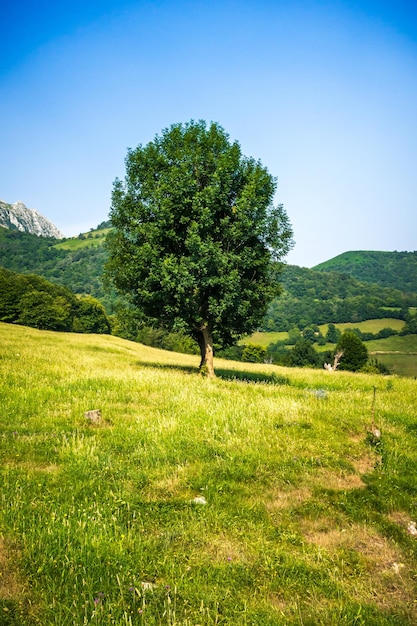 Árbol en un campo en los Picos de Europa Asturias España