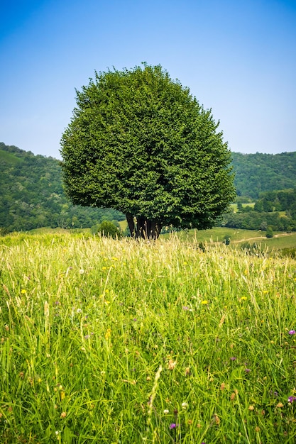 Árbol en un campo en los Picos de Europa Asturias España