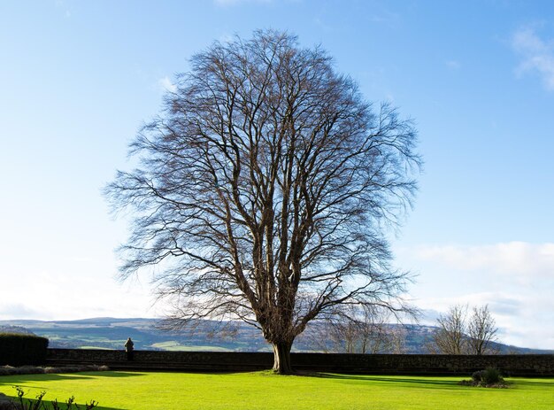 Árbol en campo verde