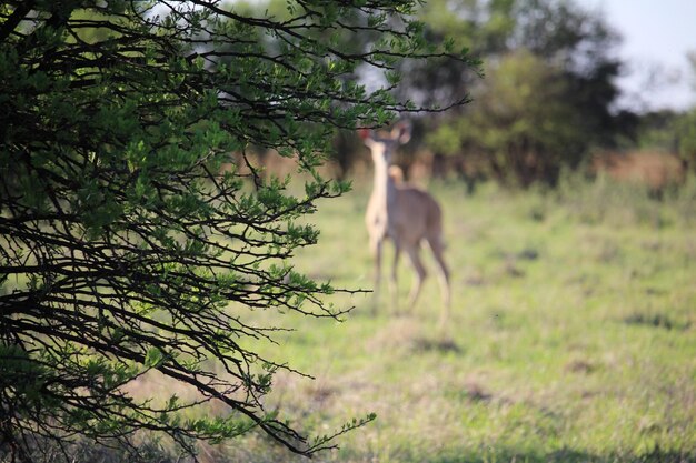 Árbol en el campo