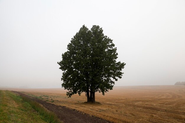 Árbol en el campo