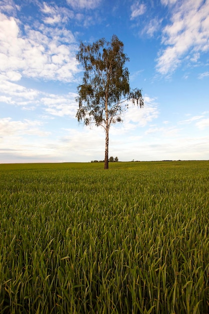 Árbol en el campo