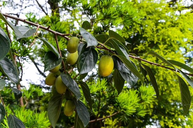 Árbol de caqui en la granja