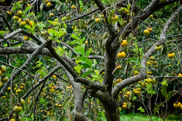 Árbol de caqui en la granja