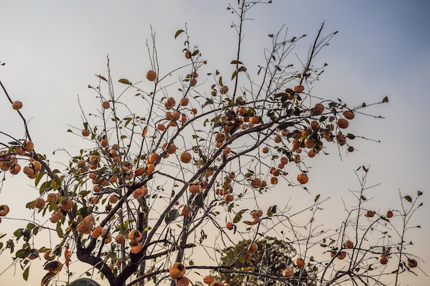 Árbol de caqui con muchos caquis en otoño