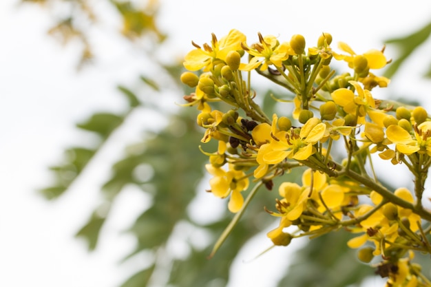 Árbol de Cassod, vaina de cobre tailandesa (Senna siamea (Lam.)