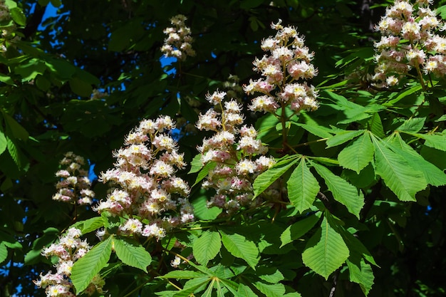 Árbol de castaño de Indias en flor Aesculus hippocastanum en el parque de verano