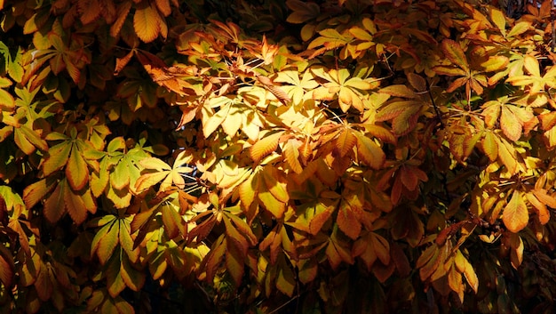 Árbol de castaño de indias frondoso amarillo panorámico