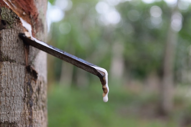 Árbol de caucho con gota de caucho natural en la plantación