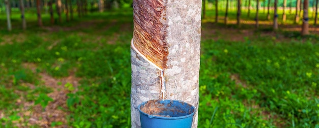 Árbol de caucho y recipiente lleno de látex en una plantación de caucho