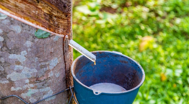 Árbol de caucho y recipiente lleno de látex en una plantación de caucho