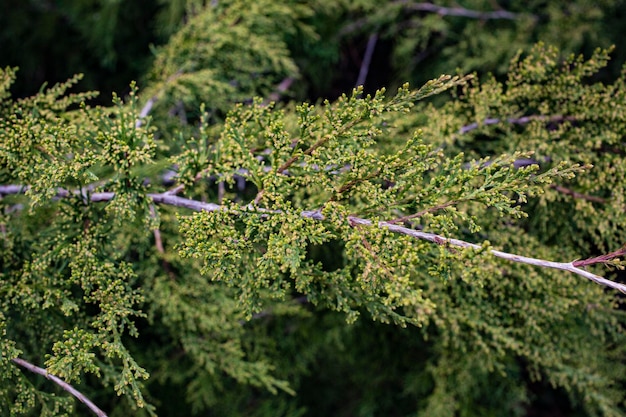 Árbol de cedro rojo oriental juniperus virginiana es fondo de naturaleza