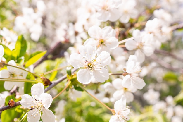 Árbol de cerezo en flor