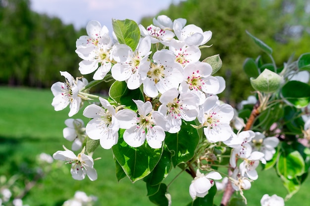 Árbol de cerezo en flor