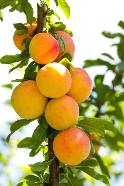 Árbol de cerezo