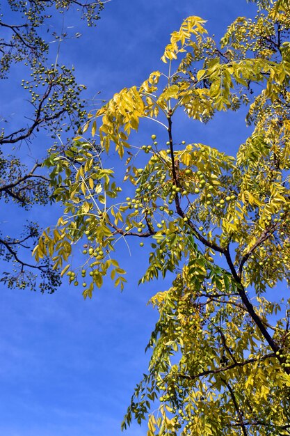 Árbol de chinaberry Melia azedarach con frutas en un parque