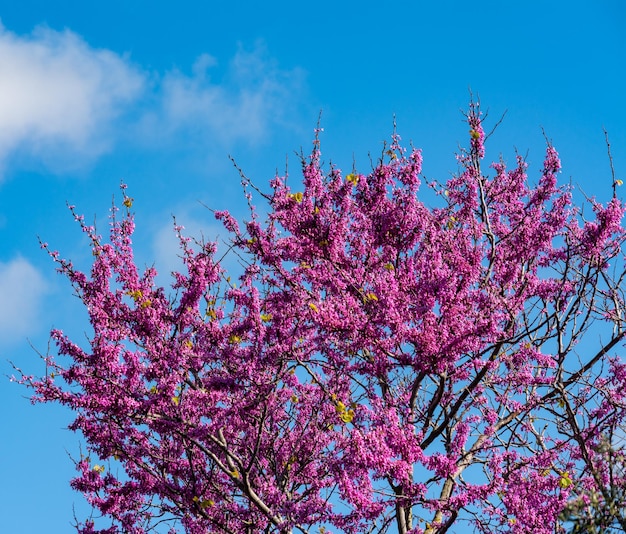Árbol de ciclamor floreciente bajo el cielo azul