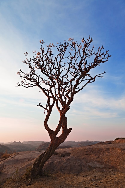 Árbol en el cielo del atardecer