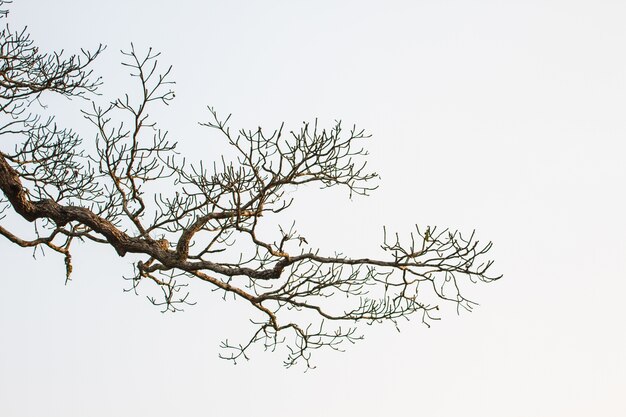 Árbol y cielo azul de fondo