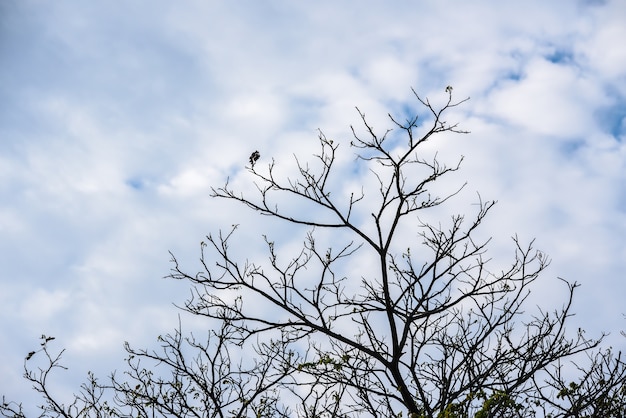 Árbol en el cielo azul de la temporada de otoño