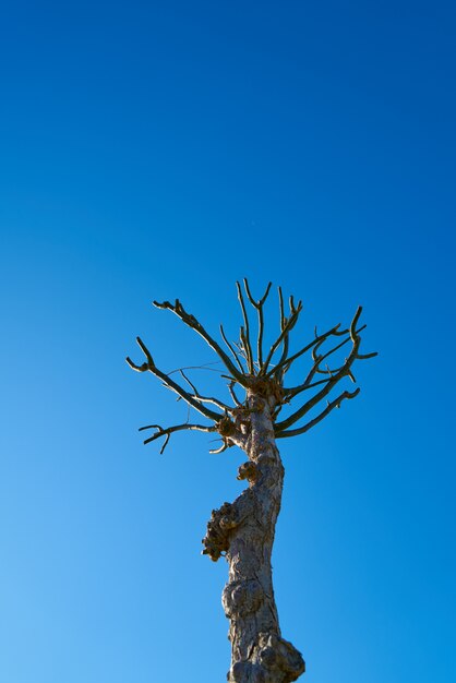 Árbol y cielo azul