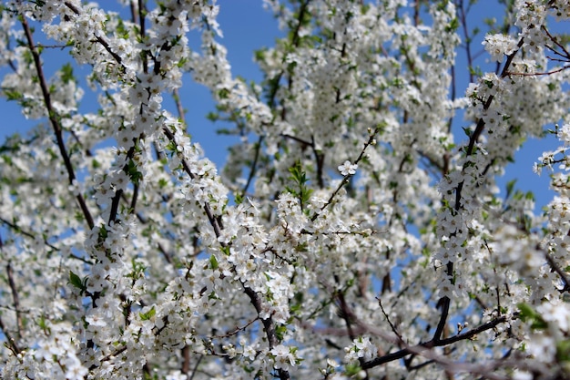 Árbol de ciruela en flor sobre el fondo del cielo azul