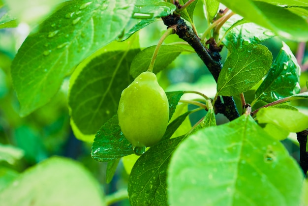 Árbol de ciruelo con fruta verde natural con gotas de lluvia.