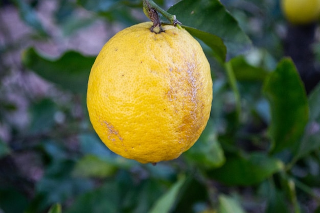 Árbol de cítricos aislado limón naranja colgando