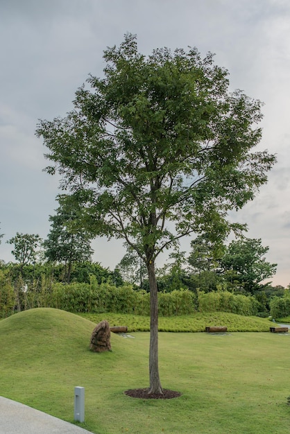 Árbol Ciudad parque Paisaje jardín verde césped