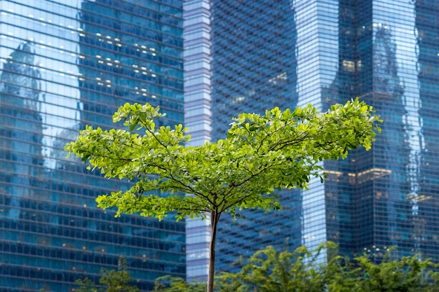 Árbol de la ciudad