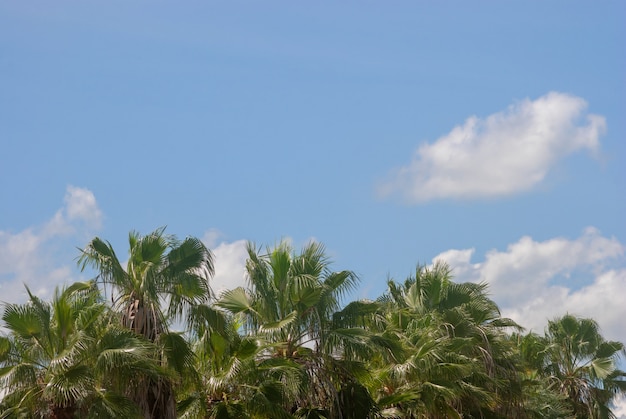 Árbol de coco en el cielo azul