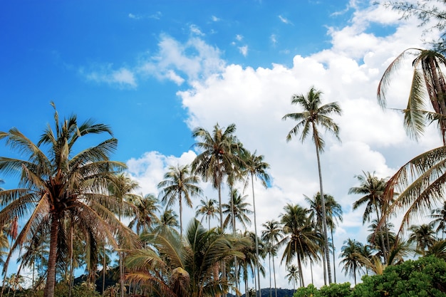 Árbol de coco con el cielo en verano.