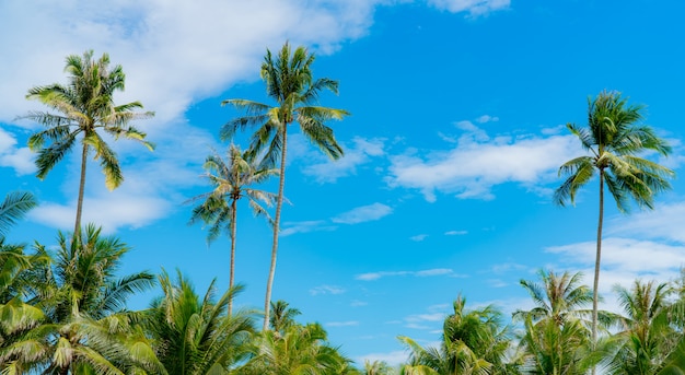 Árbol de coco contra el cielo azul y las nubes blancas. Concepto de playa de verano y paraíso. Palmera de coco tropical. Vacaciones de verano en la isla. Cocotero en el resort.