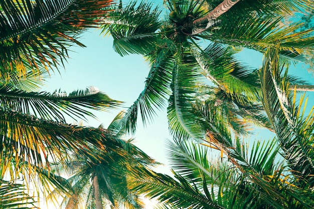 Árbol de coco en la costa tropical