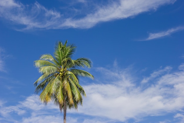 Árbol de coco en el fondo del cielo azul