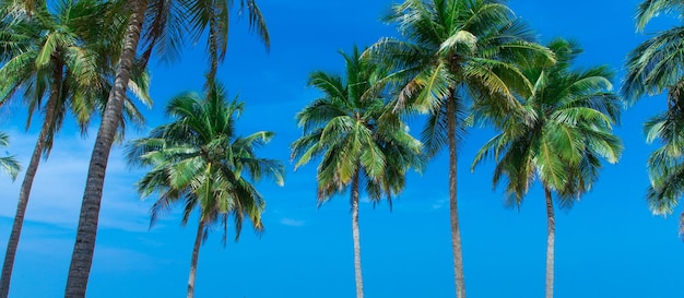 Árbol de coco en el fondo del cielo