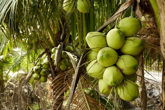 Árbol de coco con frutos de coco.