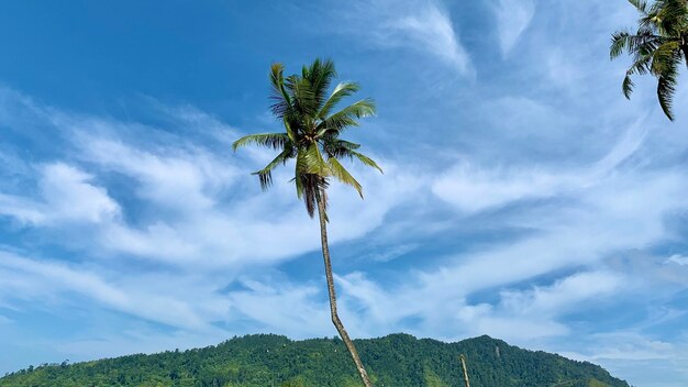 Árbol de coco con hermosa vista de nube azul