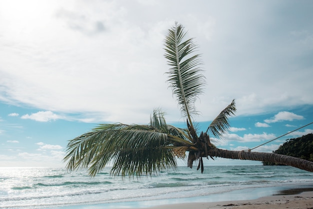 Árbol de coco en el mar.