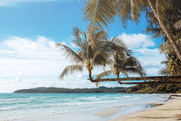 Árbol de coco en el mar.