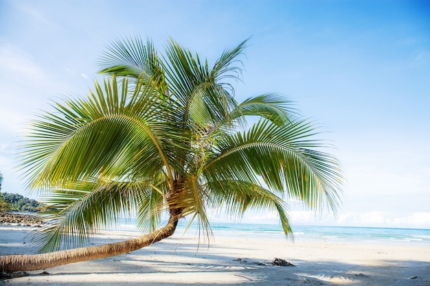 Árbol de coco en la playa con el cielo azul.