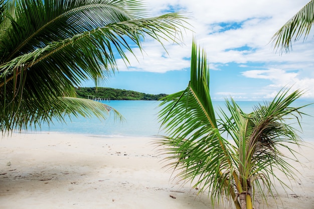 Árbol de coco en la playa en la isla.